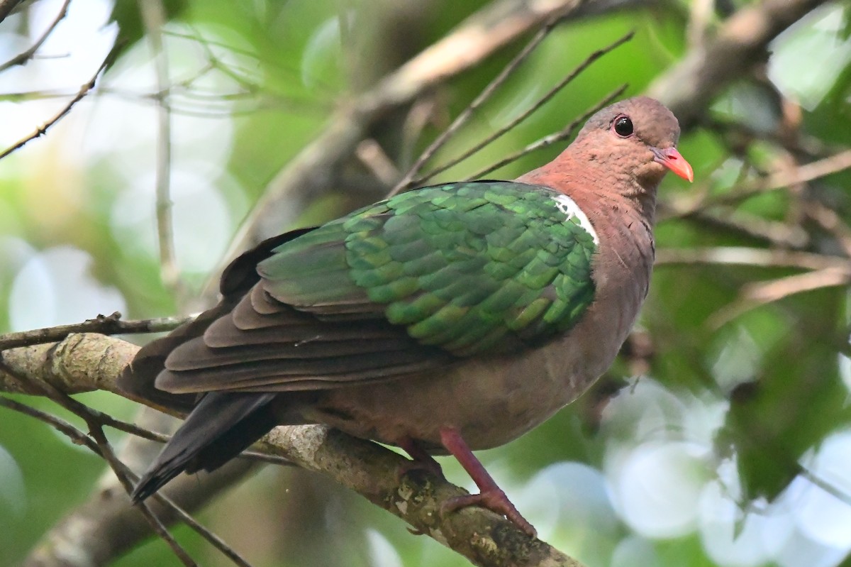 holub hnědohlavý - ML634450574