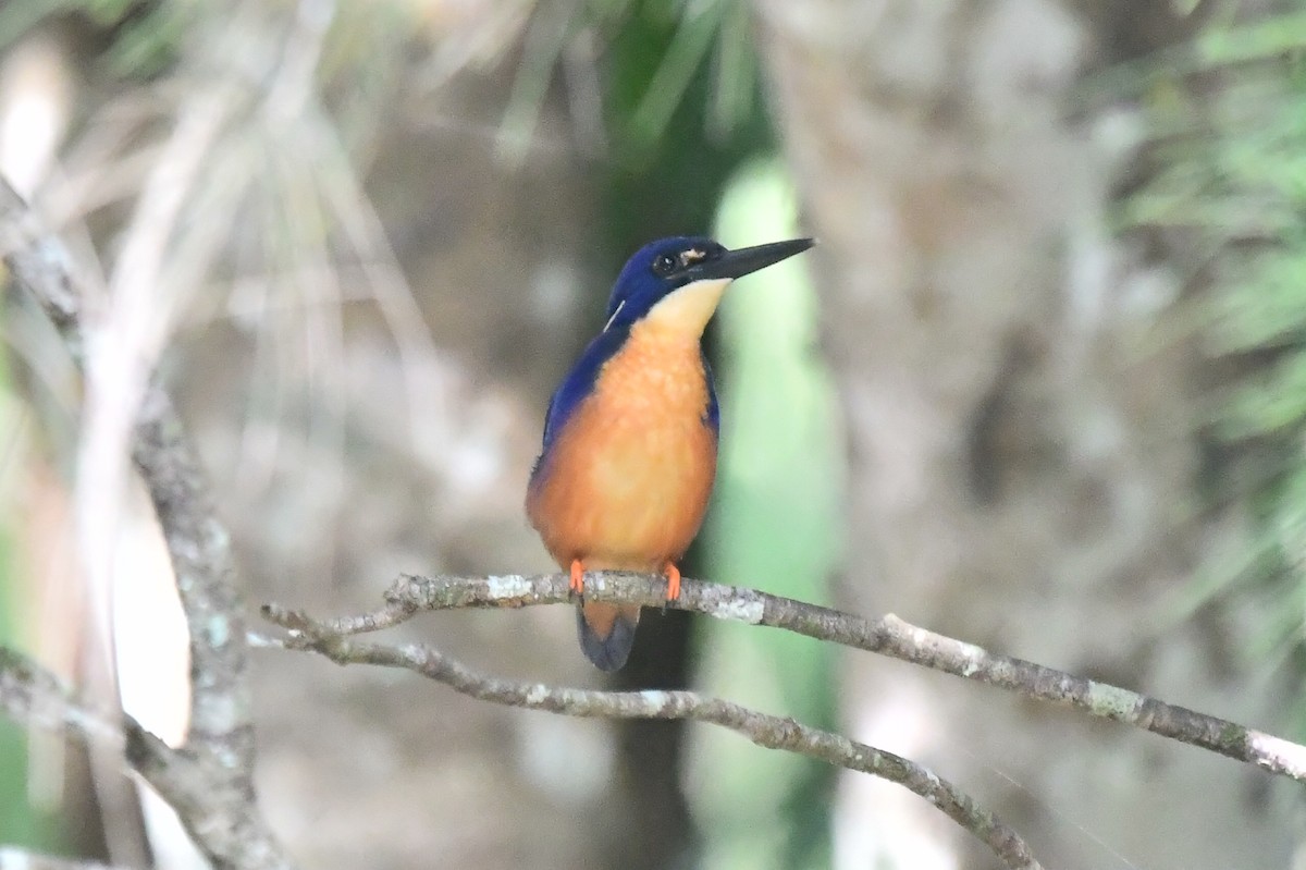 ledňáček azurový - ML634450576