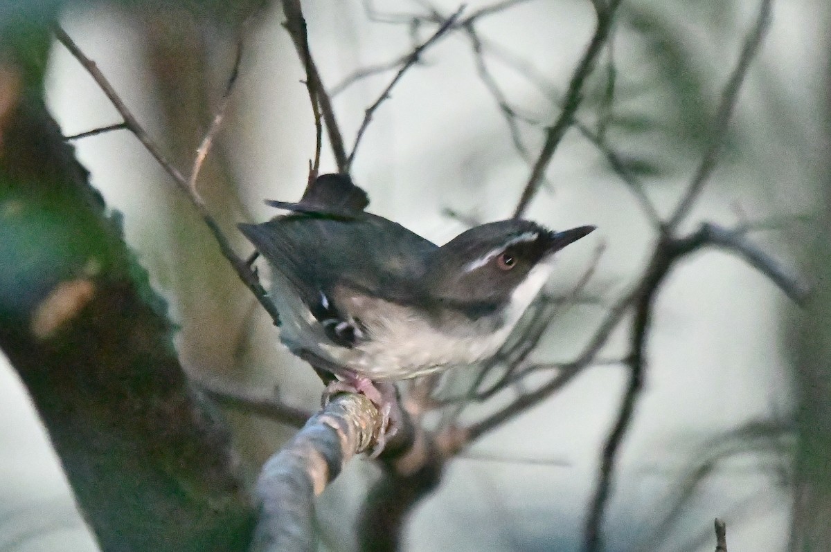 White-browed Scrubwren - ML634450578