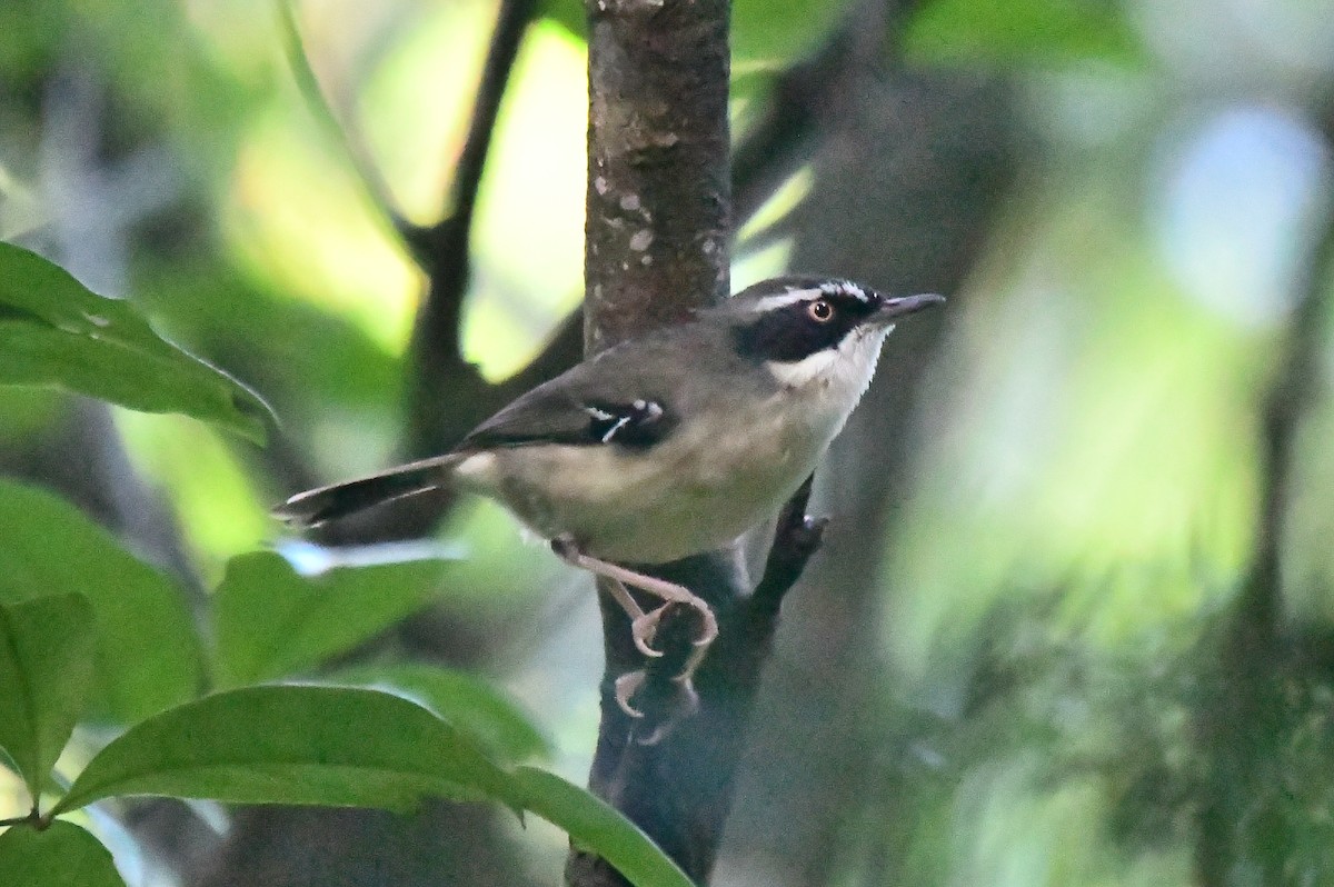 White-browed Scrubwren - ML634450579