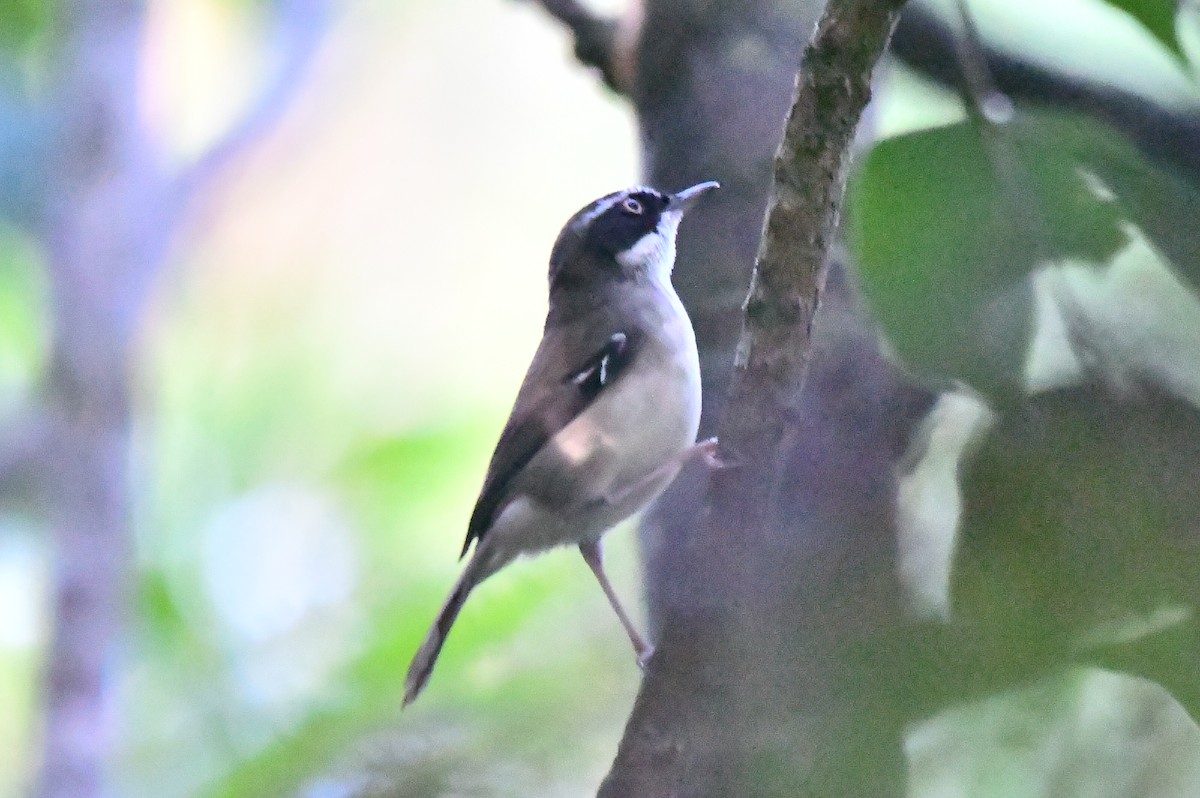 White-browed Scrubwren - ML634450580