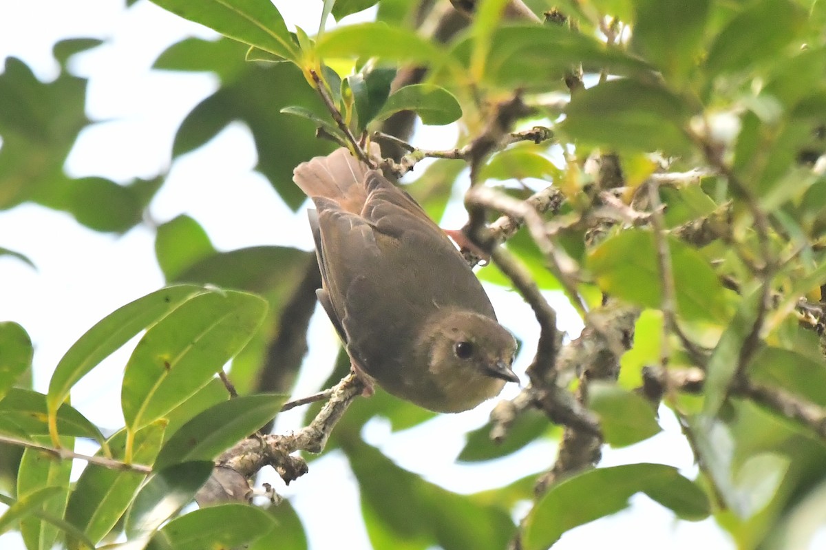 Atherton Scrubwren - ML634450582