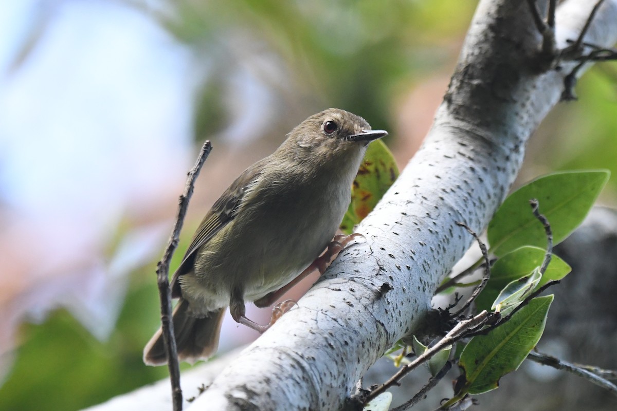 Atherton Scrubwren - ML634450583