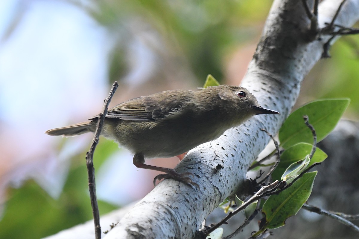 Atherton Scrubwren - ML634450584