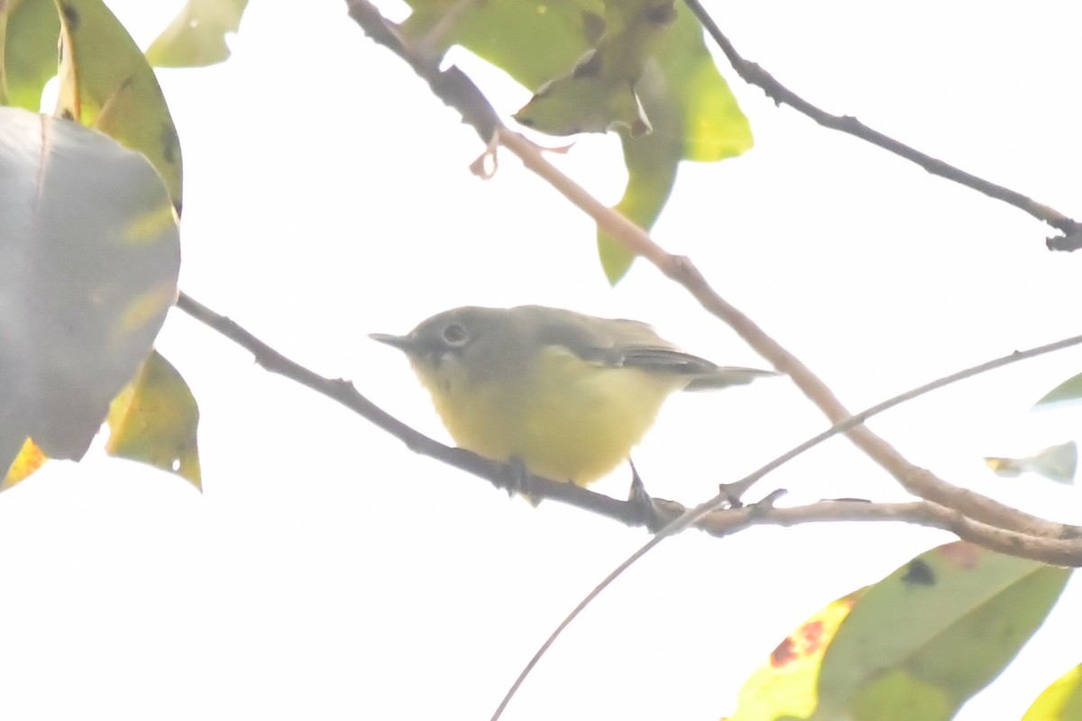 Fairy Gerygone - ML634450585