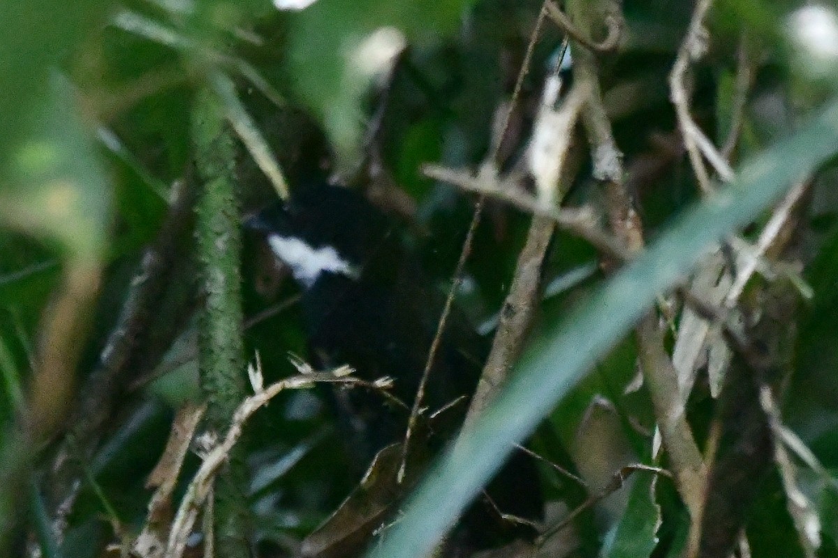 kosovec zvučnohlasý - ML634450613