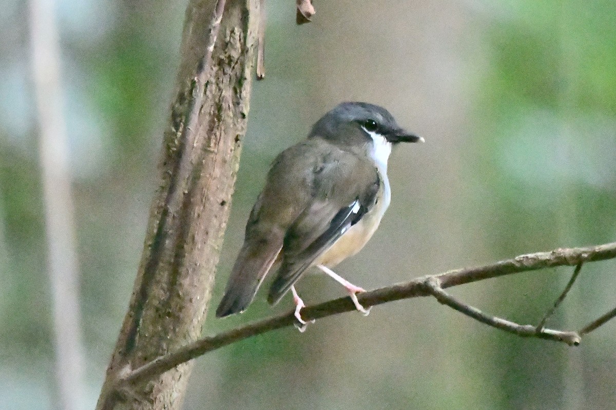 Gray-headed Robin - ML634450625