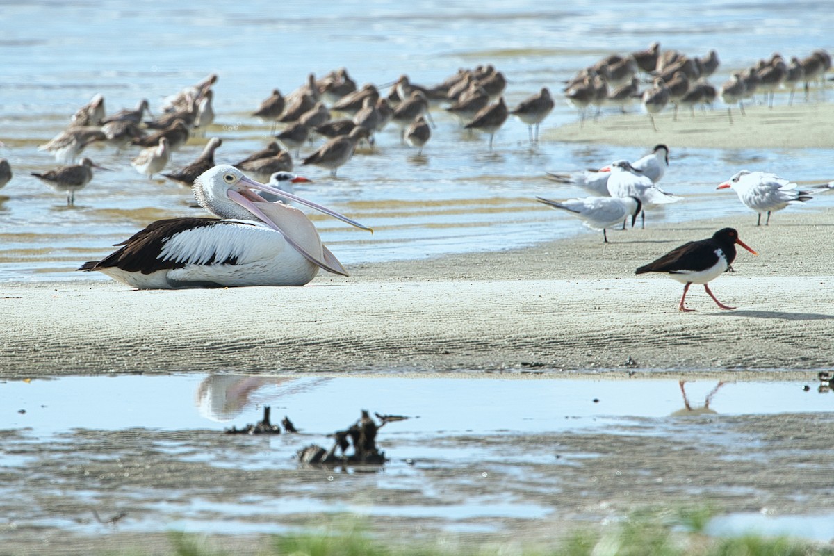 Pied Oystercatcher - ML634450685