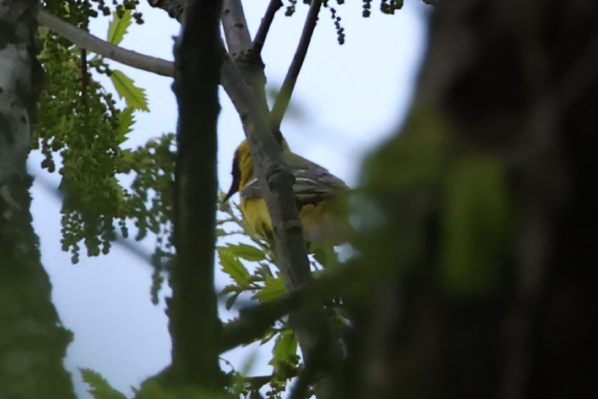 Orchard Oriole - ML634450693