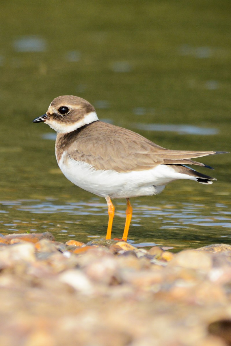 Common Ringed Plover - ML634450786