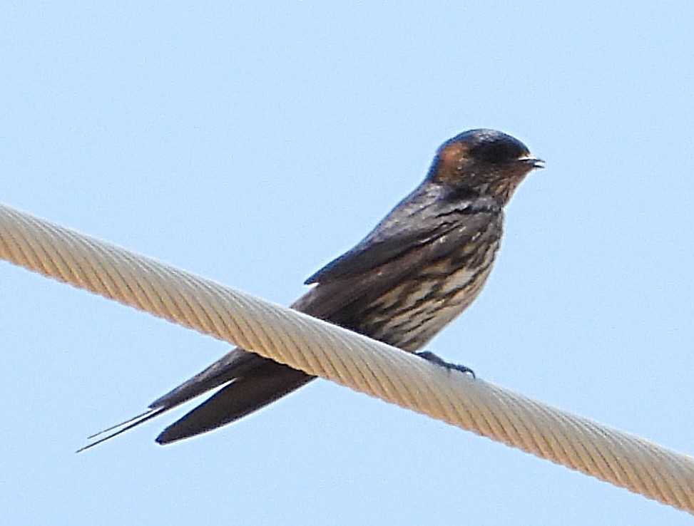 Eastern Red-rumped Swallow (Striated) - ML634450931