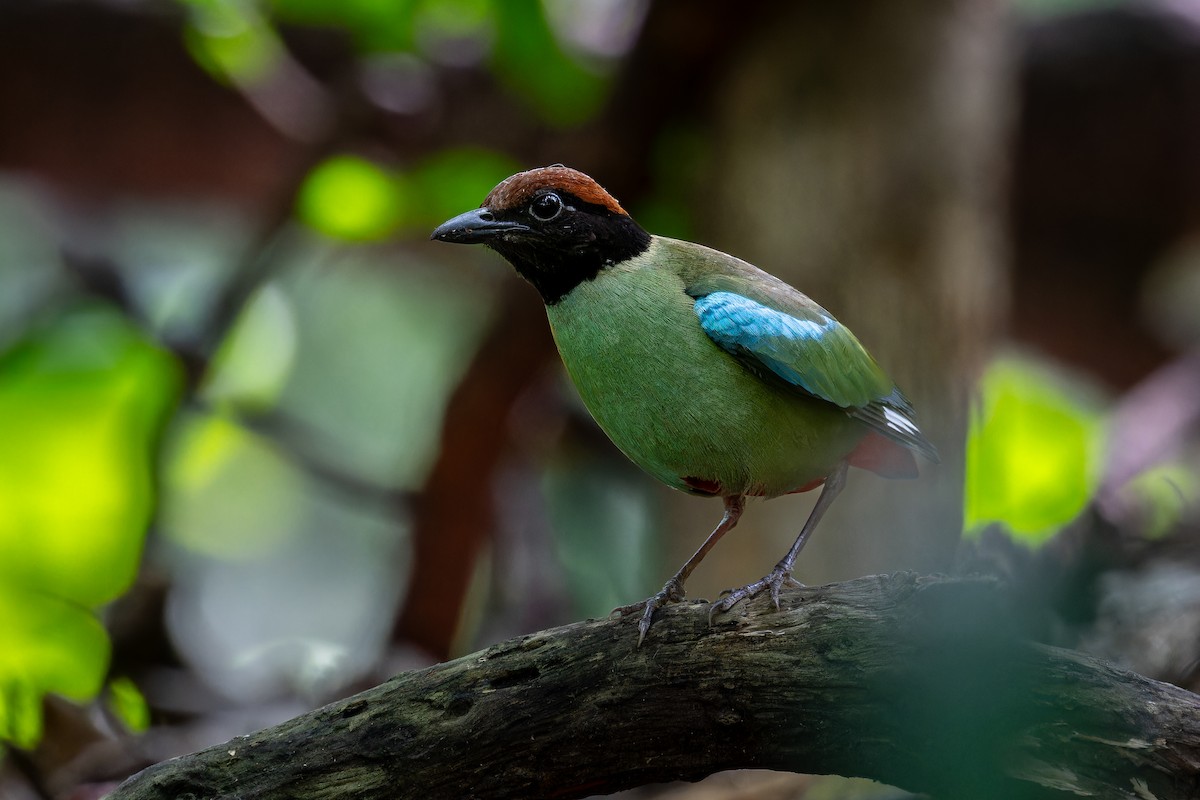 Western Hooded Pitta (Chestnut-crowned) - ML634450985