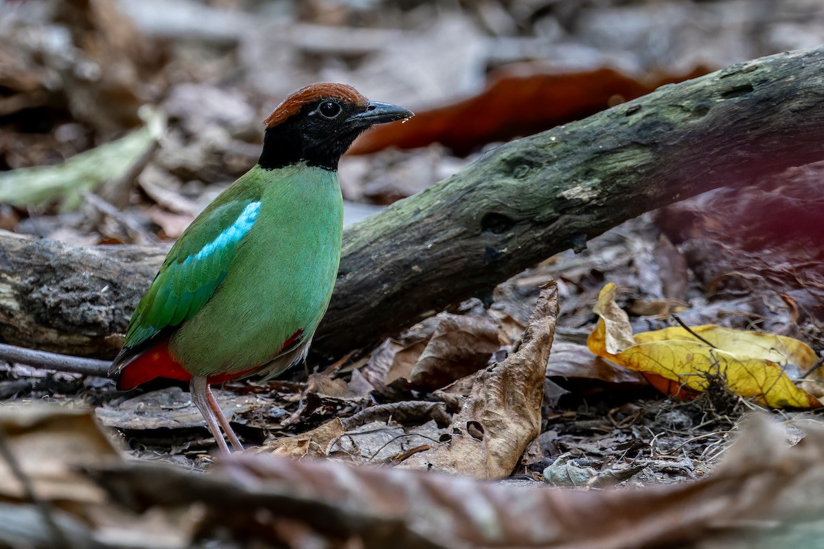 Western Hooded Pitta (Chestnut-crowned) - ML634450986