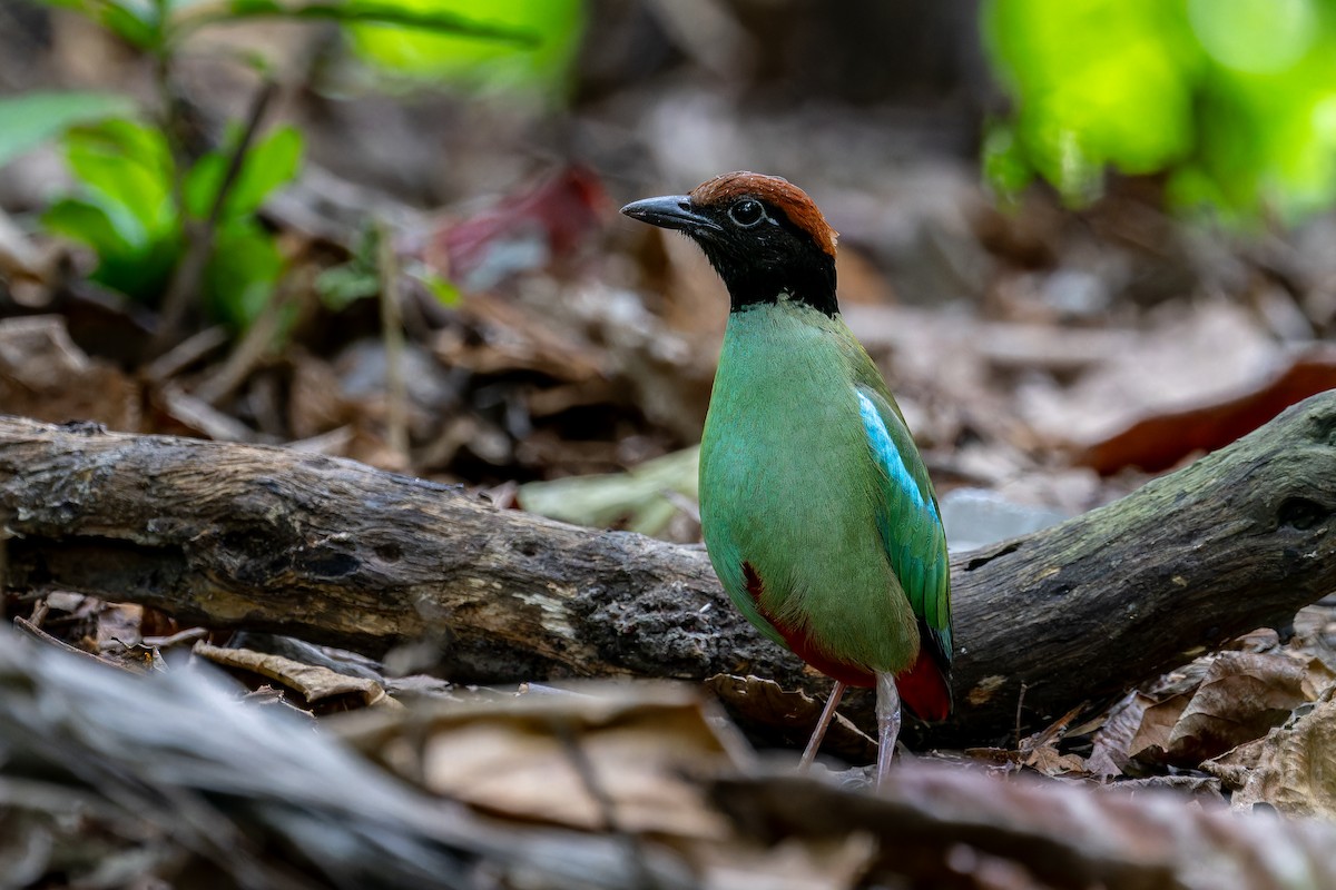 Western Hooded Pitta (Chestnut-crowned) - ML634450987