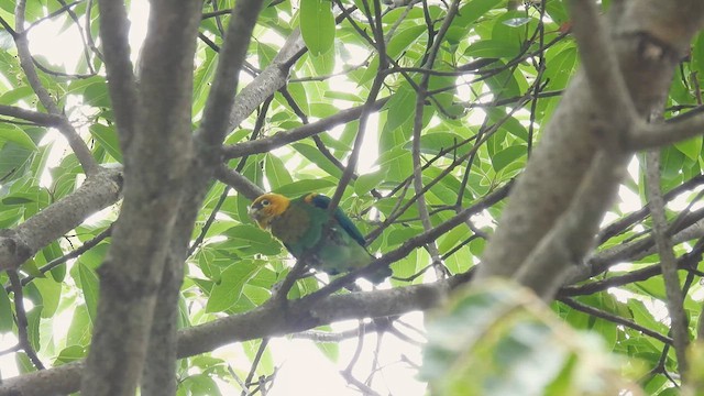 Saffron-headed Parrot - ML634451083