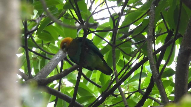 Saffron-headed Parrot - ML634451085