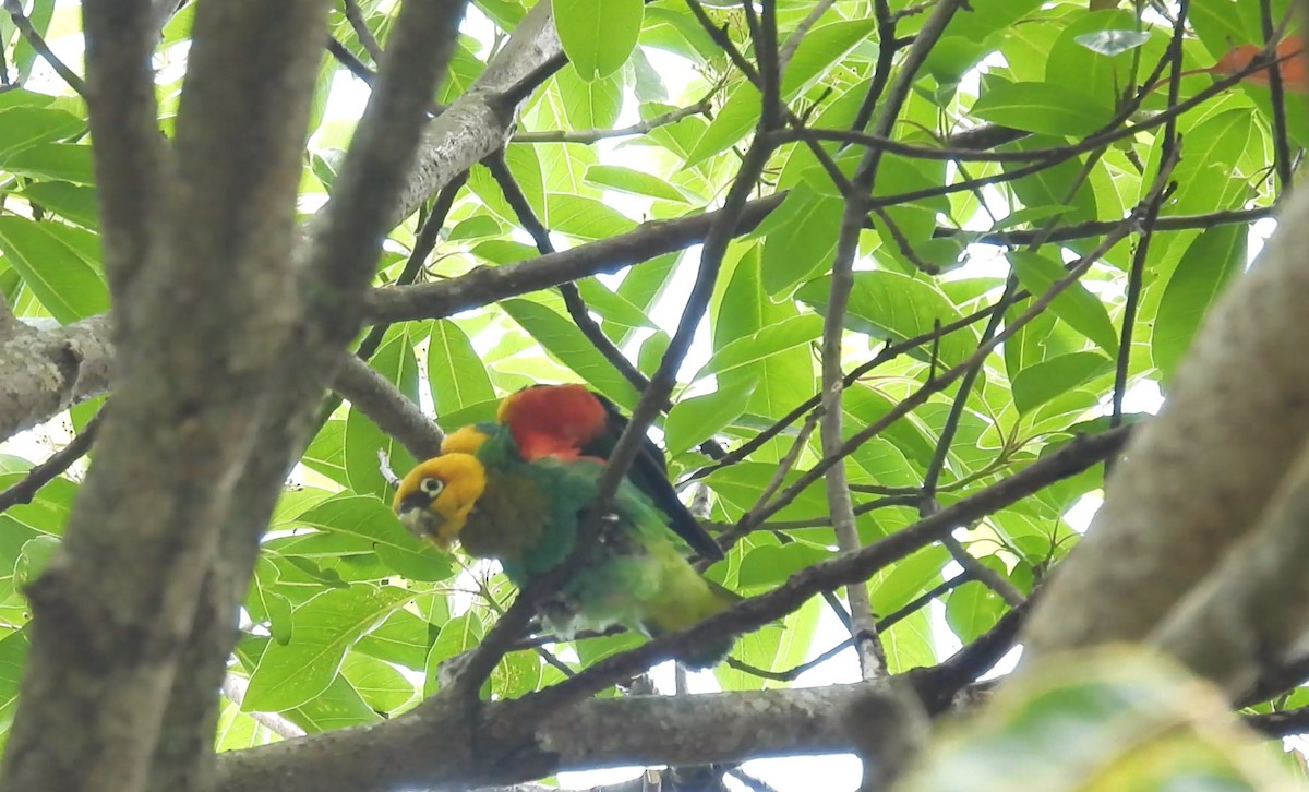 Saffron-headed Parrot - ML634451086