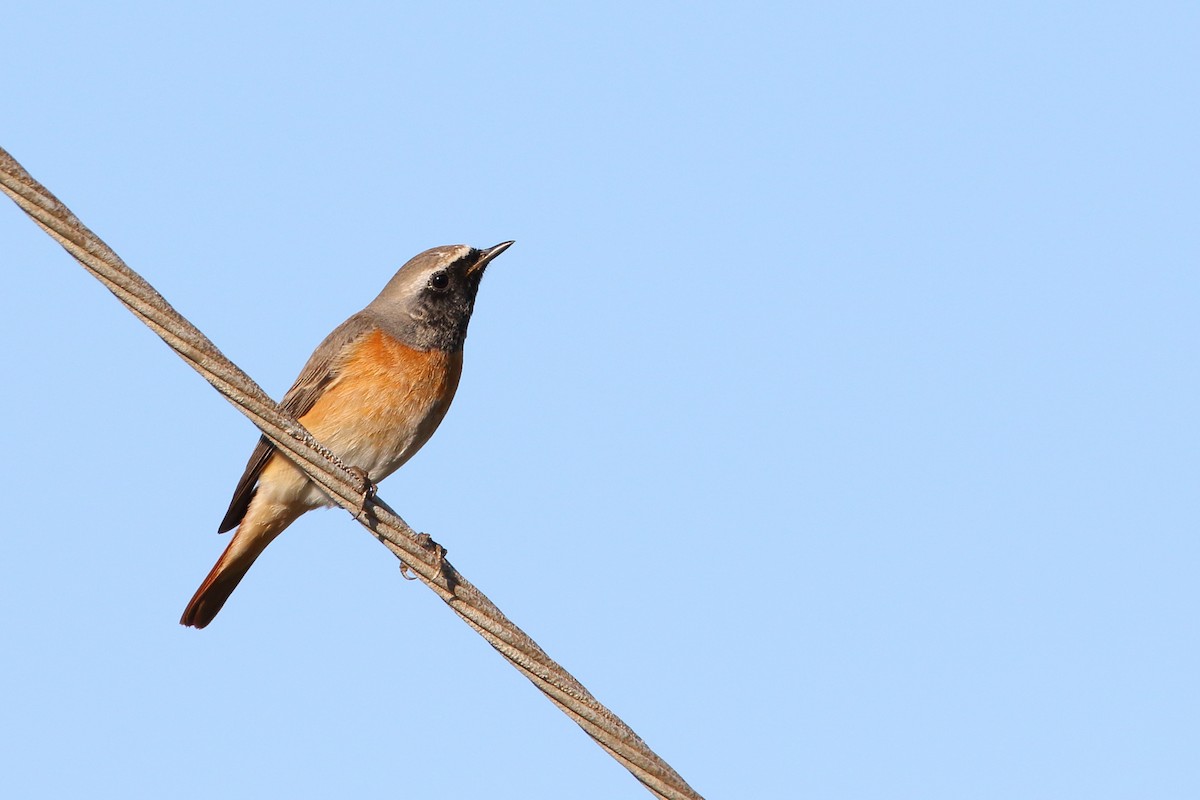 Common Redstart - ML634451118