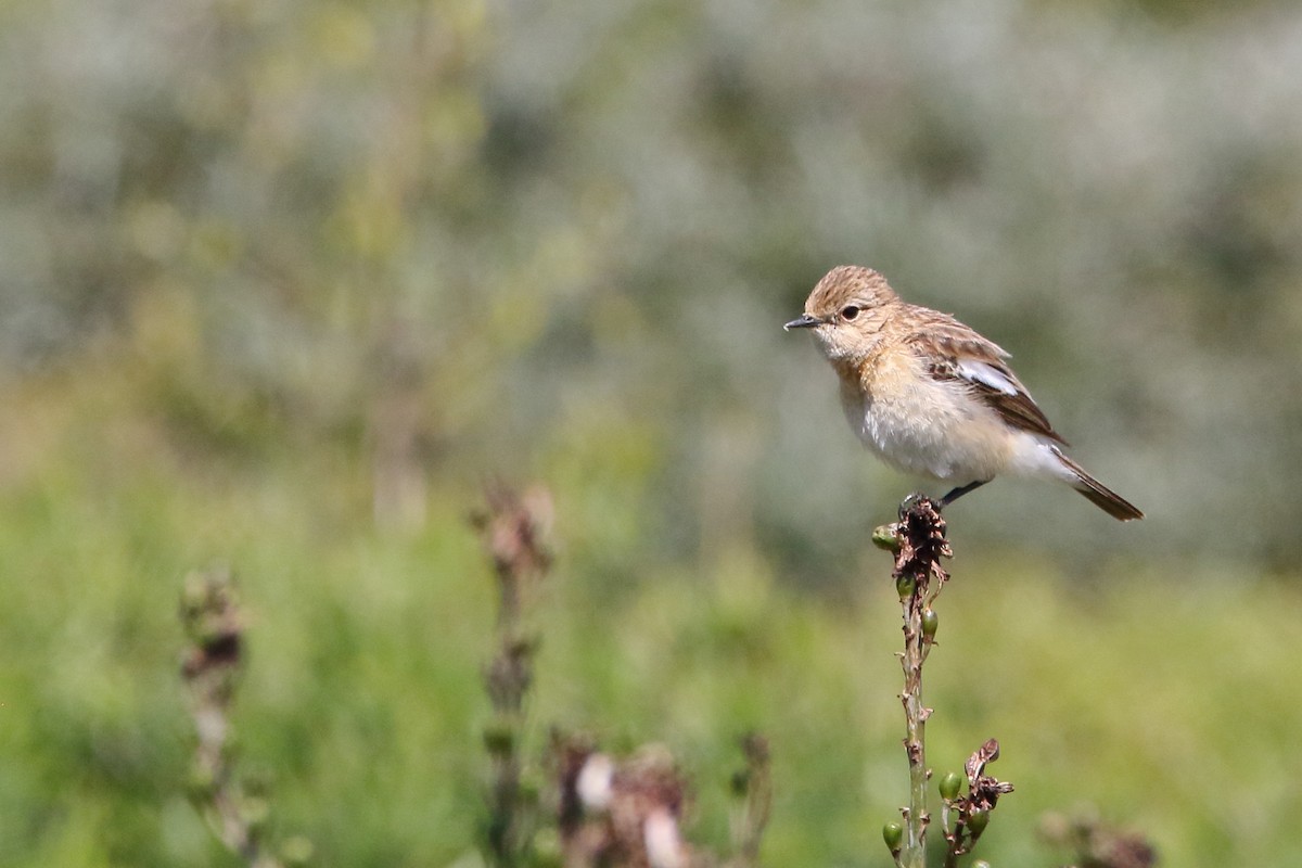 Siberian Stonechat - ML634451145