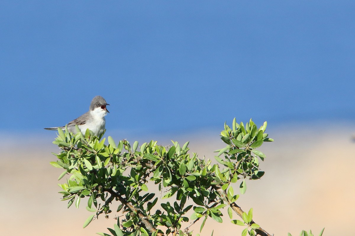 Eastern Orphean Warbler - ML634451172