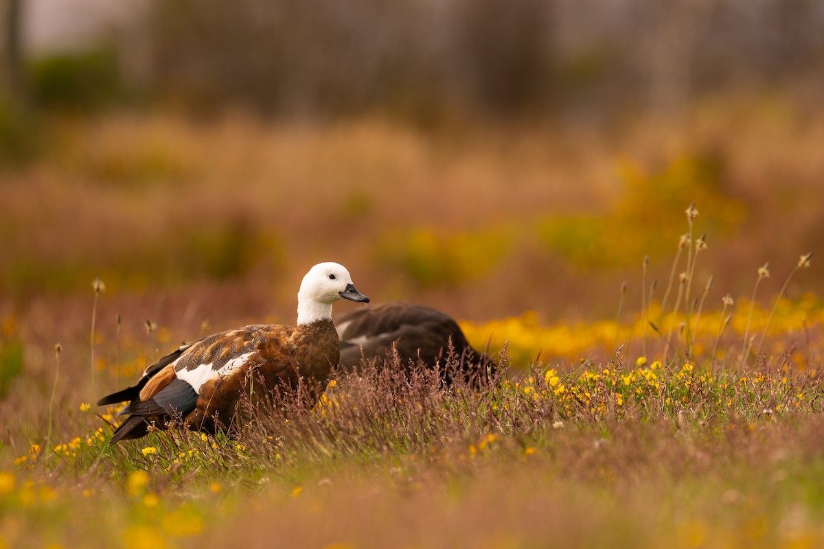 Paradise Shelduck - ML634451249