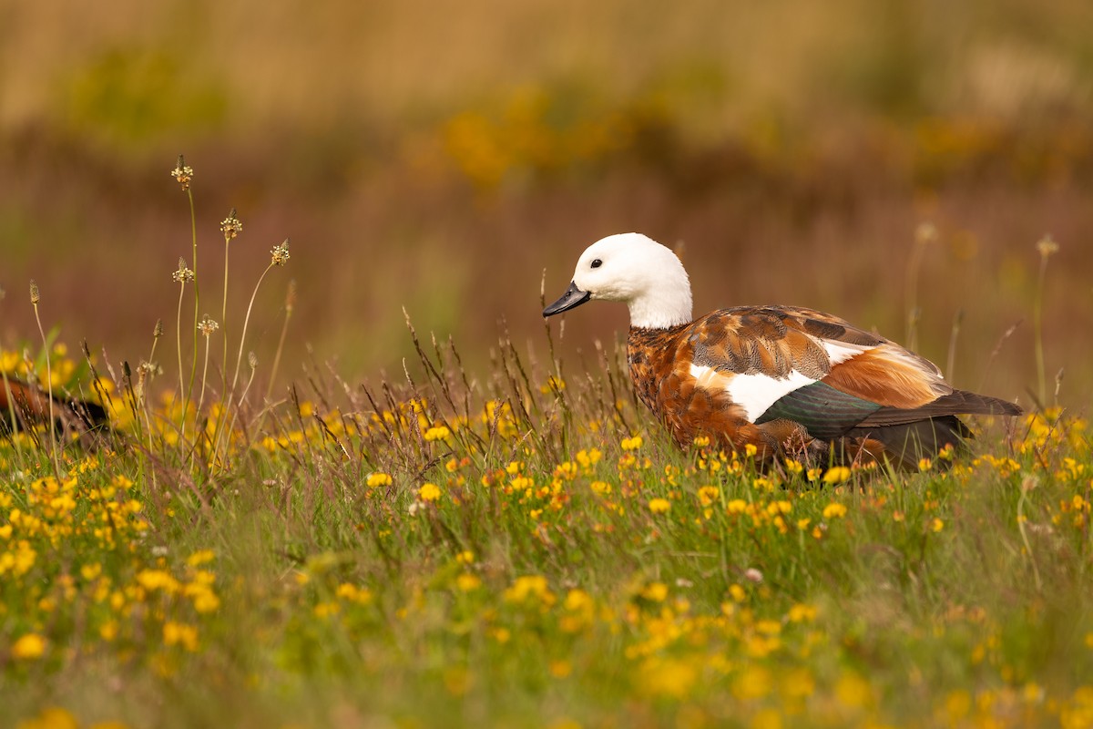 Paradise Shelduck - ML634451250