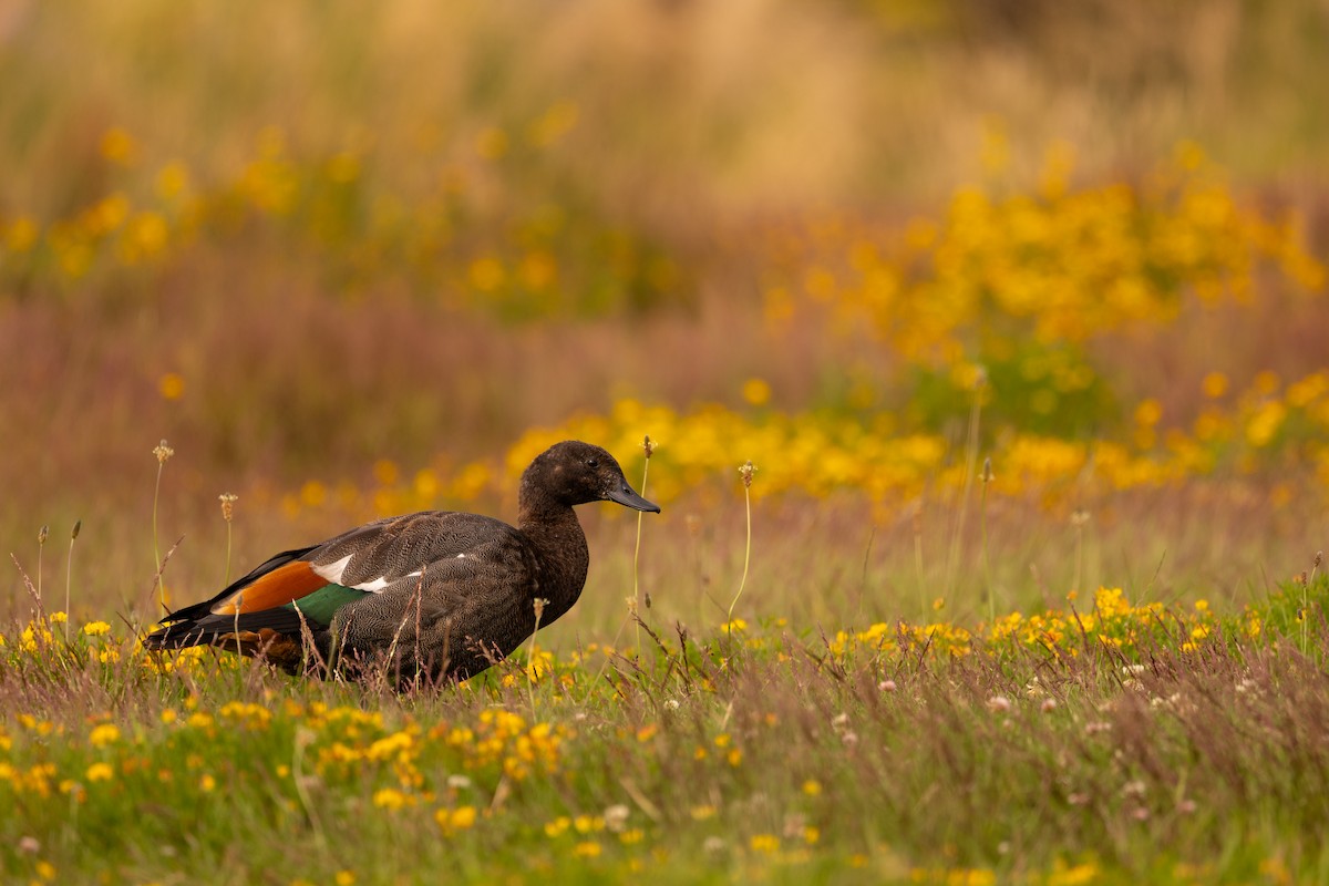 Paradise Shelduck - ML634451251