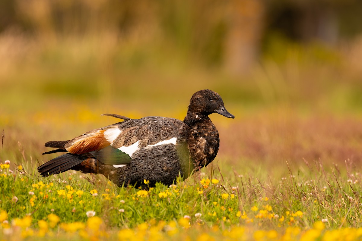 Paradise Shelduck - ML634451252