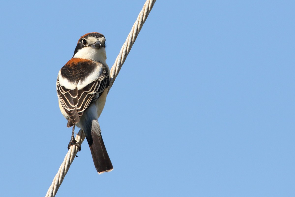 Woodchat Shrike - ML634451292