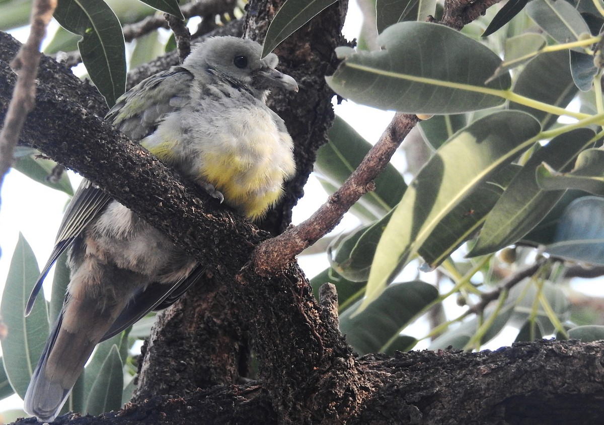 Bruce's Green-Pigeon - ML634451346