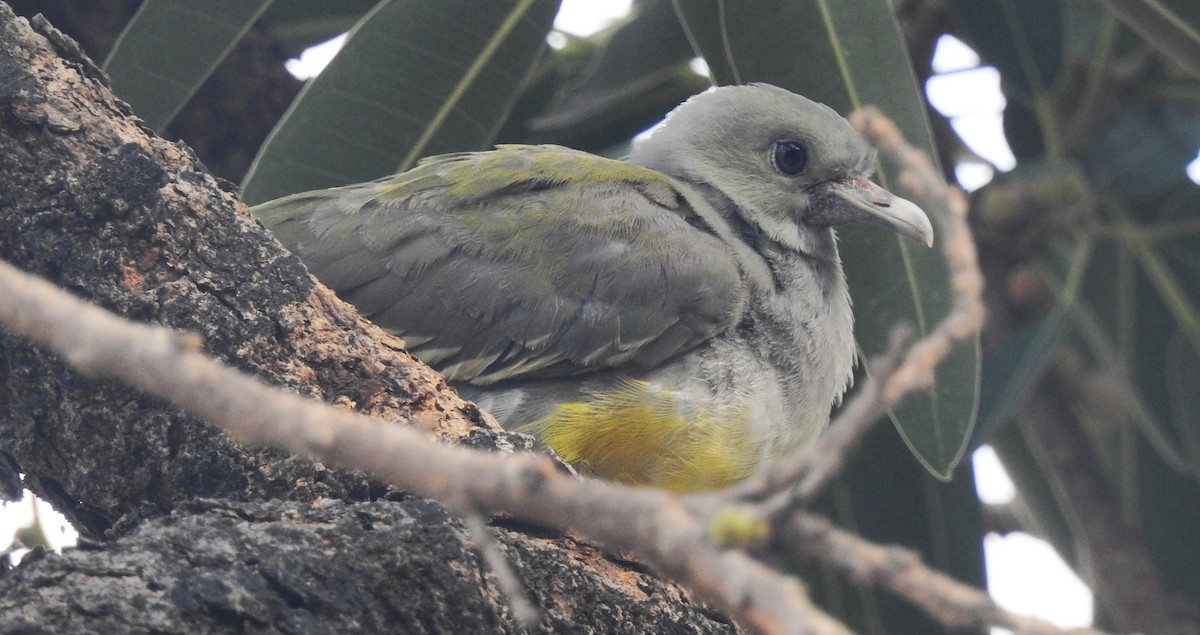 Bruce's Green-Pigeon - ML634451347