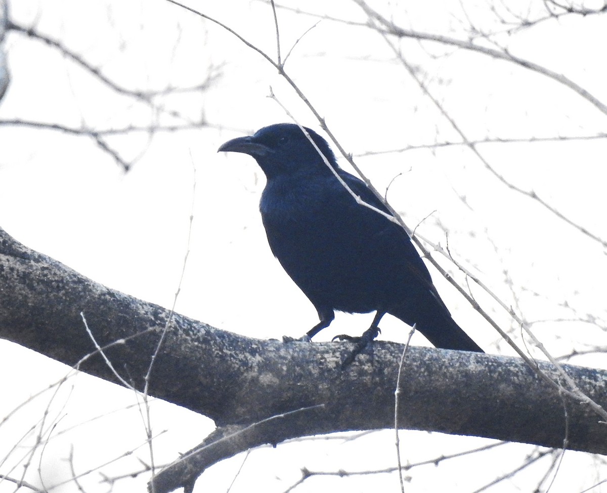 Tristram's Starling - ML634451382