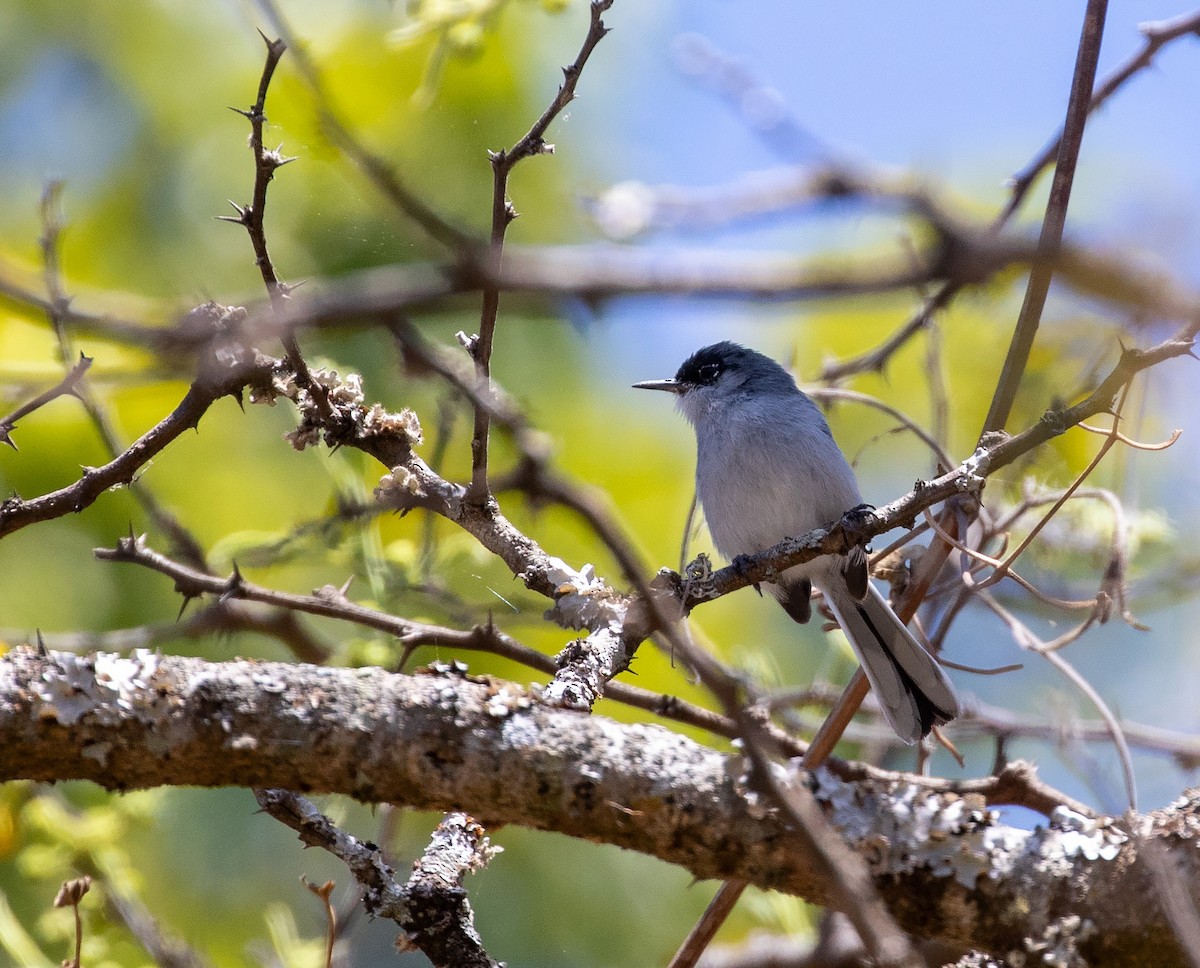 Black-capped Gnatcatcher - ML634451451