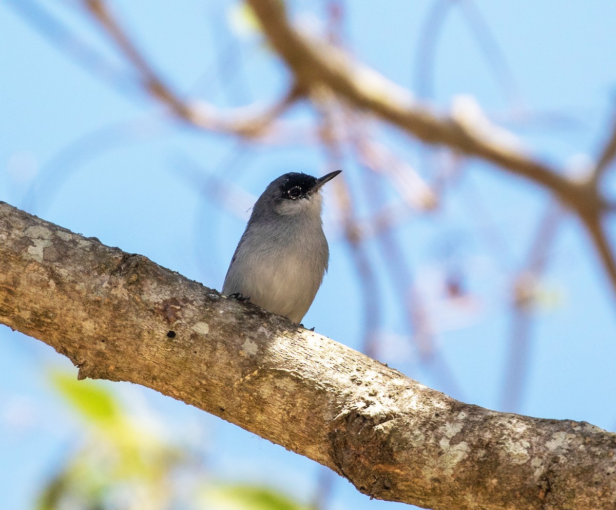 Black-capped Gnatcatcher - ML634451452