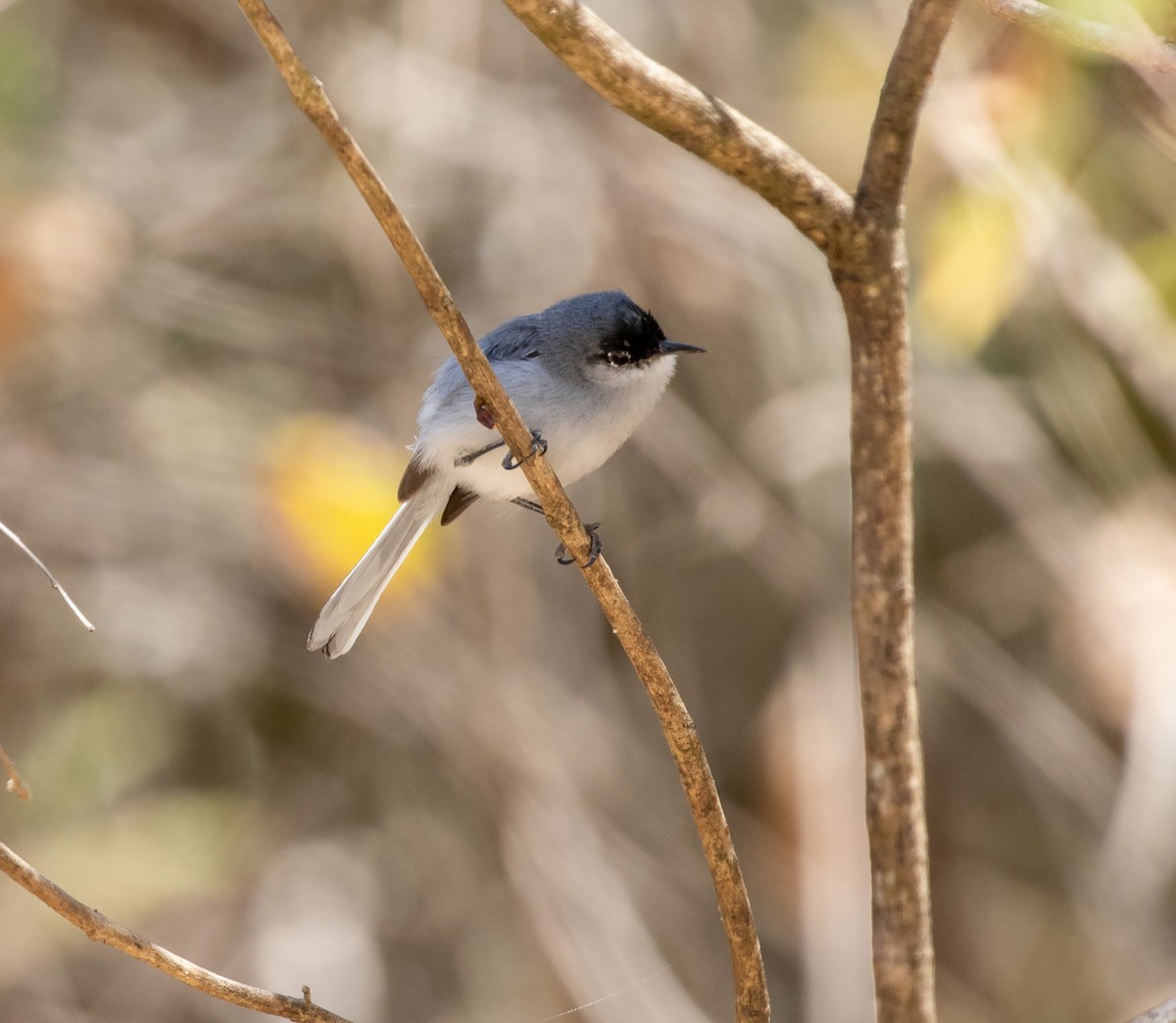 Black-capped Gnatcatcher - ML634451460