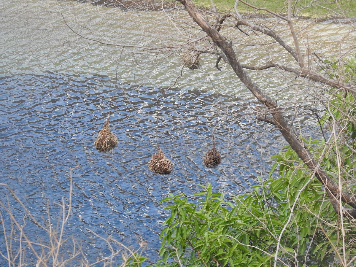 אורג ערבי - ML634451561