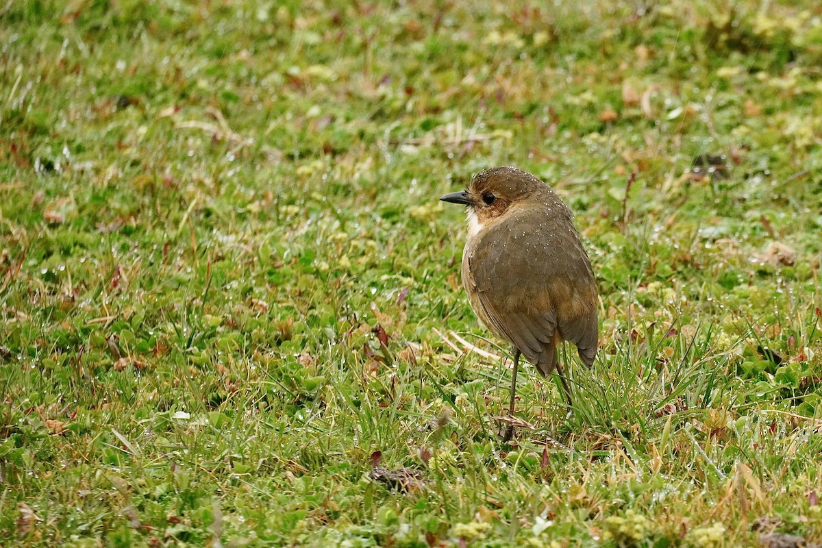 Boyaca Antpitta - ML634451636