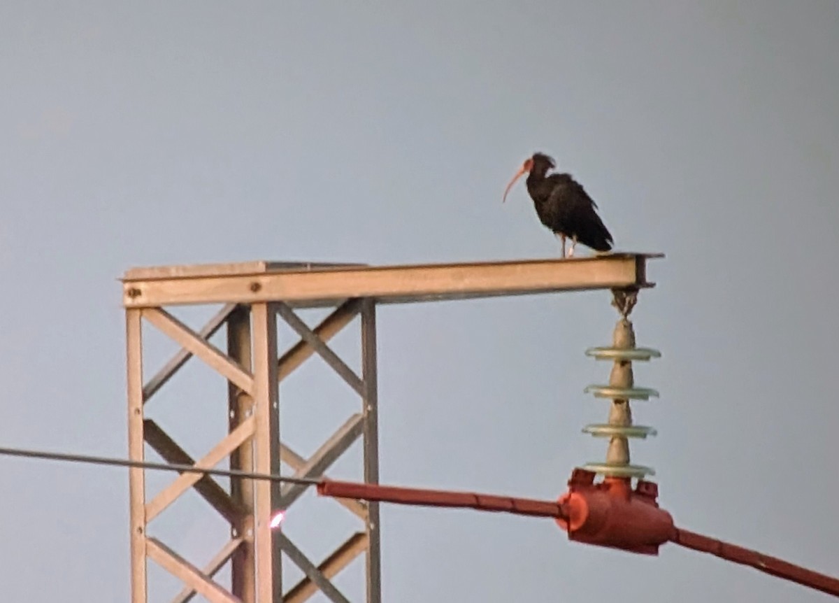 Northern Bald Ibis - ML634451684
