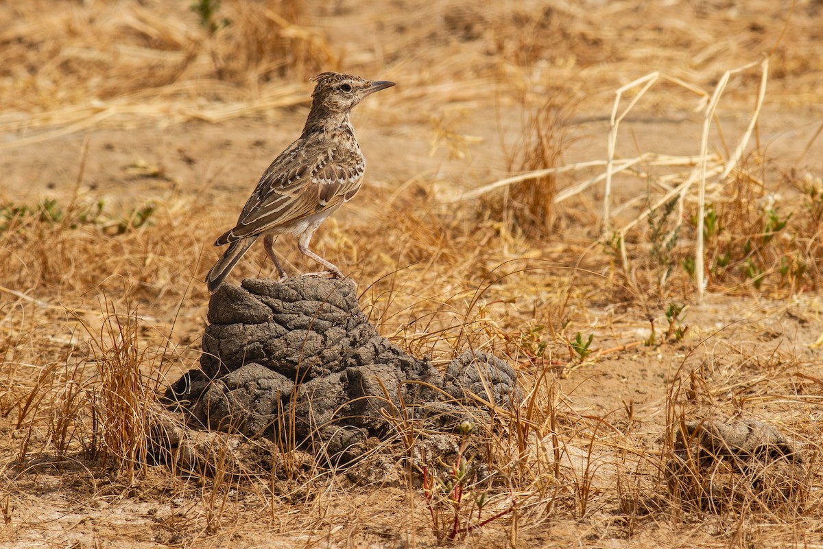 Crested Lark (Crested) - ML634451722