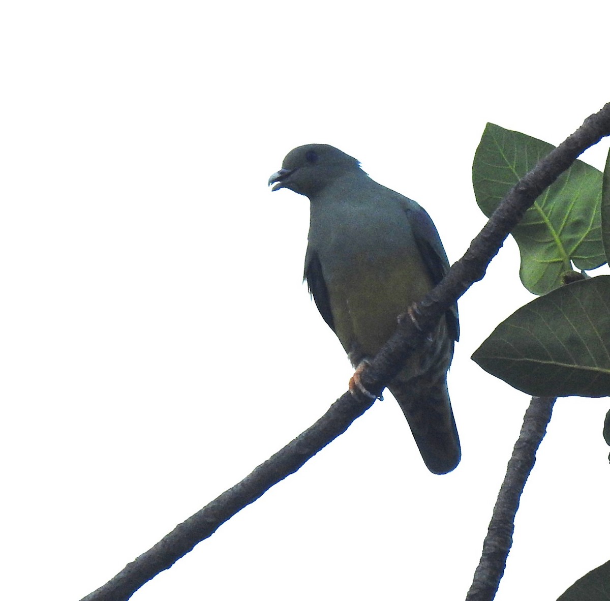 Bruce's Green-Pigeon - ML634451756