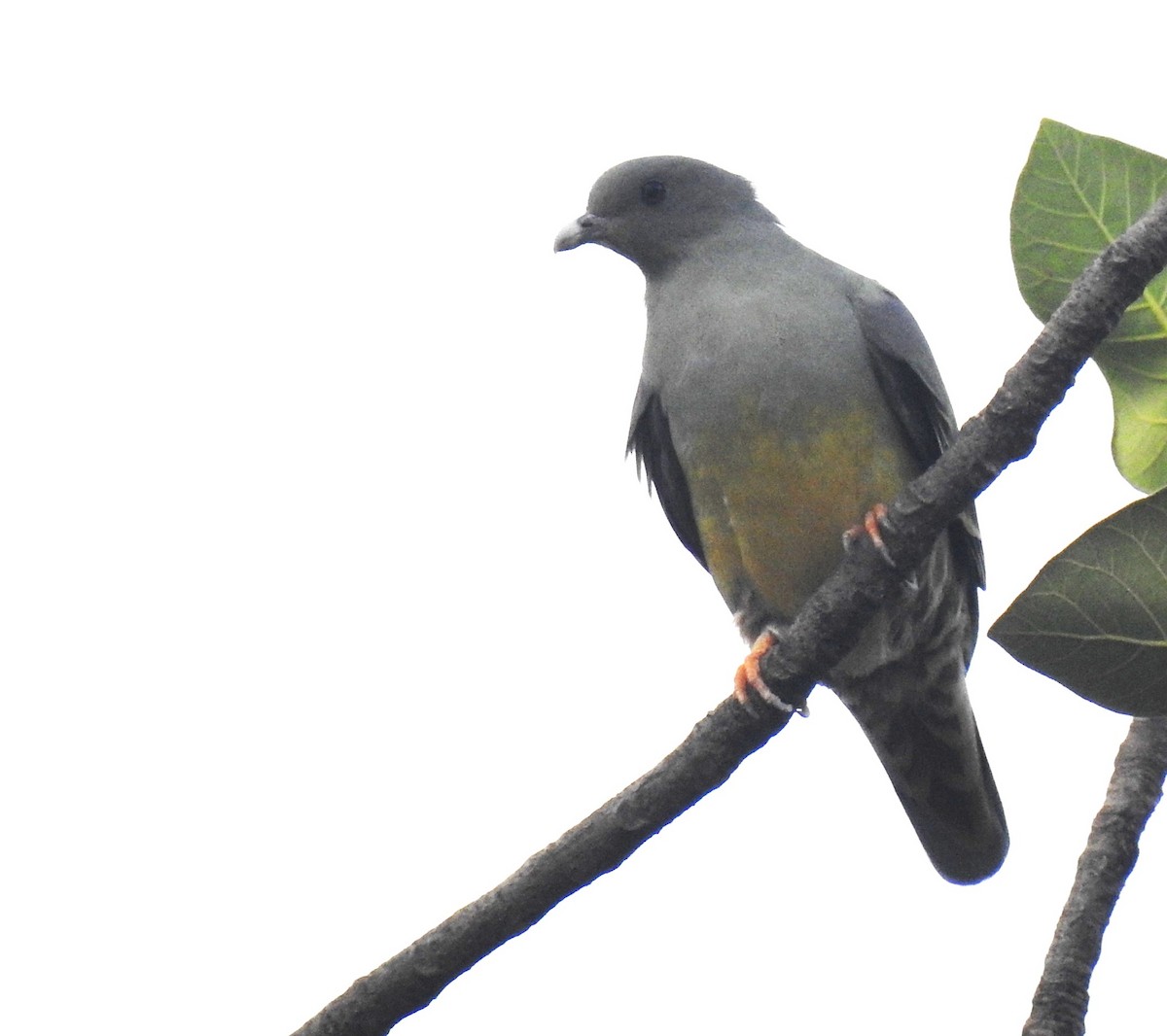 Bruce's Green-Pigeon - ML634451757