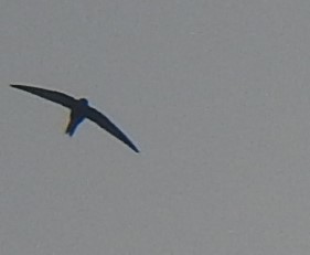Forbes-Watson's Swift - ML634451760