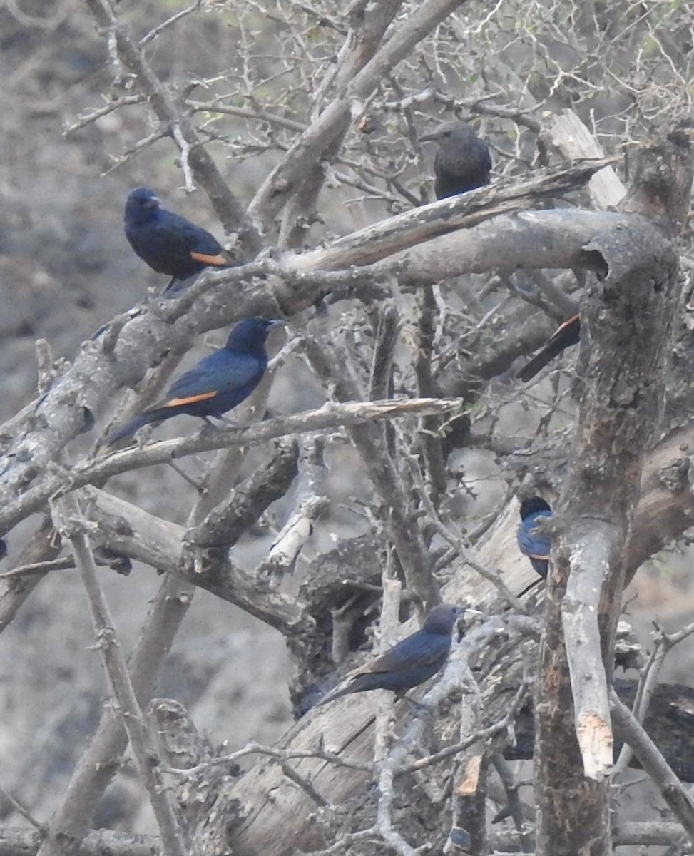 Tristram's Starling - ML634451788
