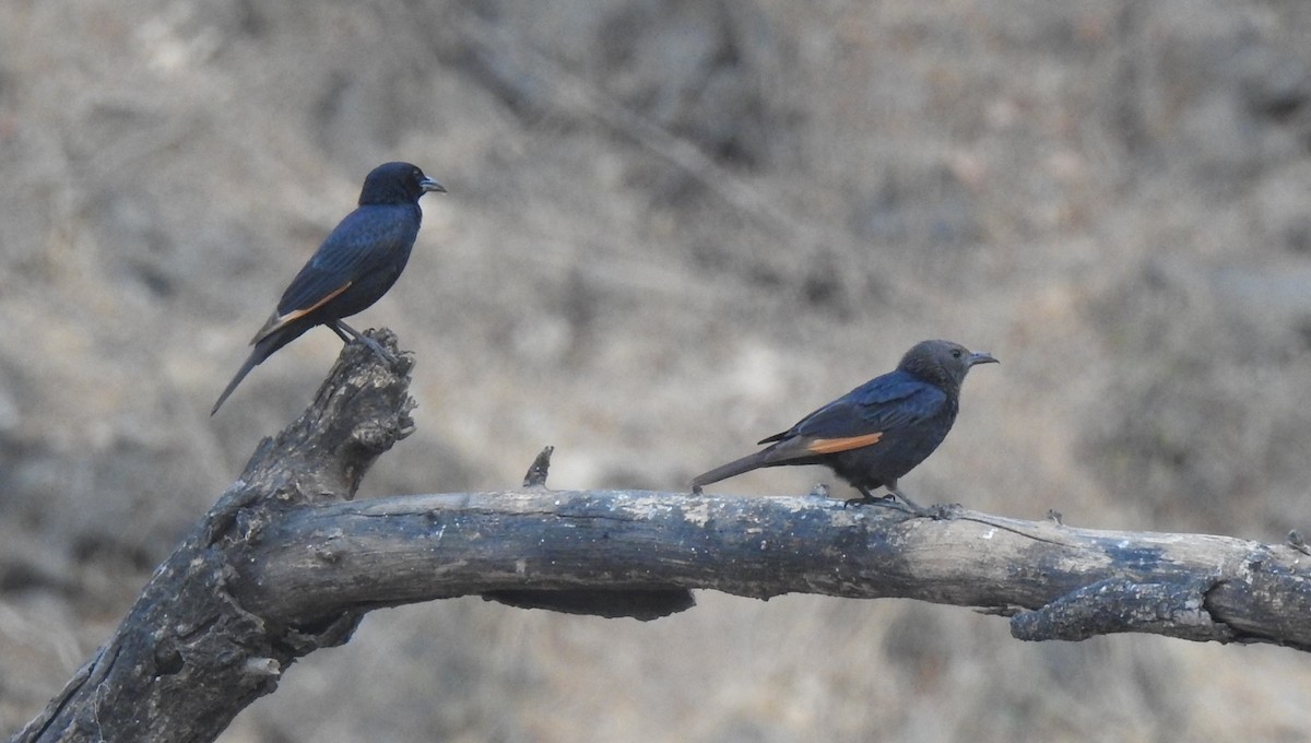 Tristram's Starling - ML634451789