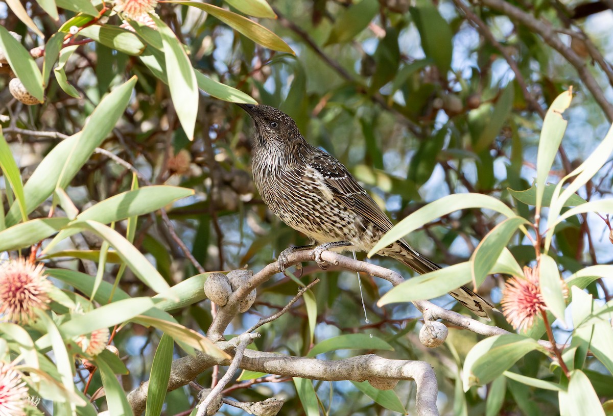 Little Wattlebird - ML634451833