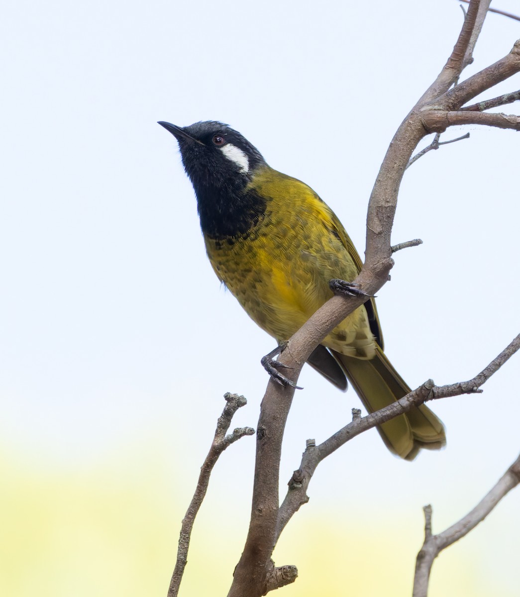 White-eared Honeyeater - ML634451834