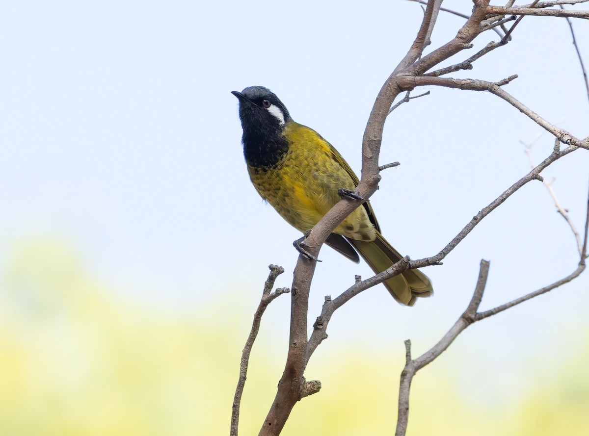 White-eared Honeyeater - ML634451835