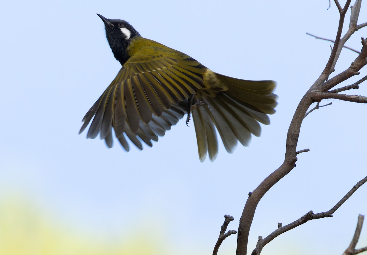 White-eared Honeyeater - ML634451836