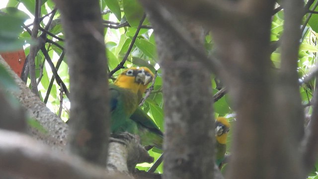 Saffron-headed Parrot - ML634451859