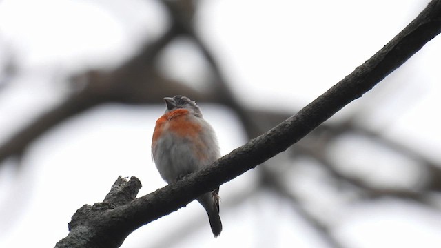 Red Siskin - ML634451890